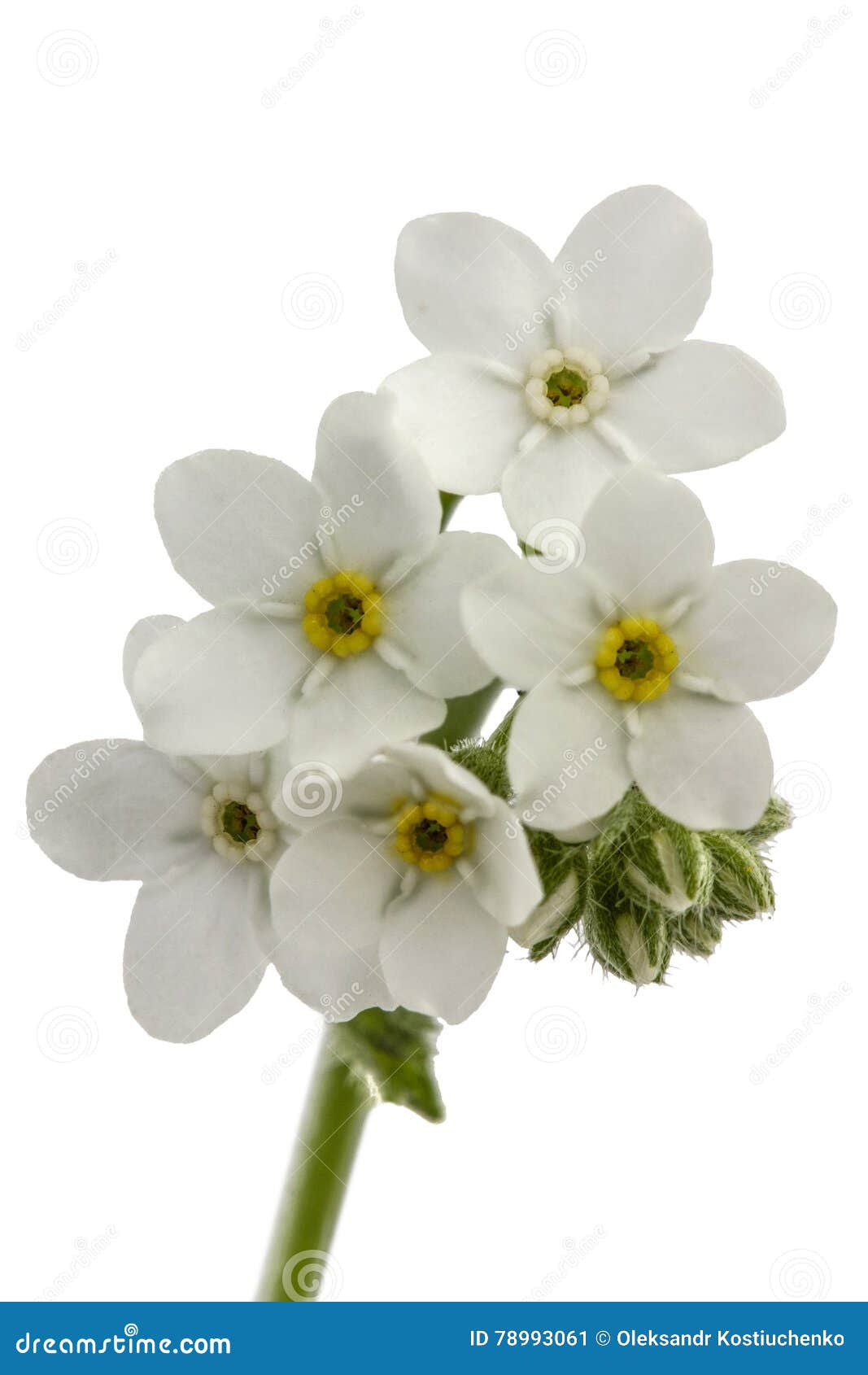 Flores Blancas De La Nomeolvides Y De X28; Arvensis& X29 Del Myosotis; ,  Aislado Encendido Imagen de archivo - Imagen de belleza, planta: 78993061