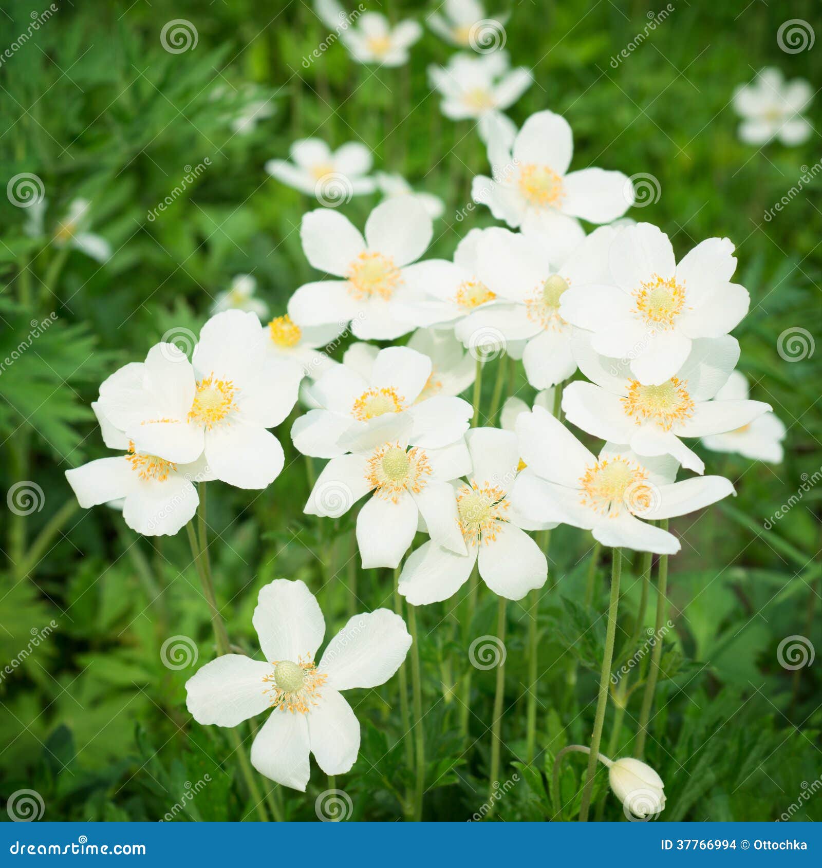 Flores Blancas De Las Anémonas Foto de archivo - Imagen de flor, brillante:  37766994