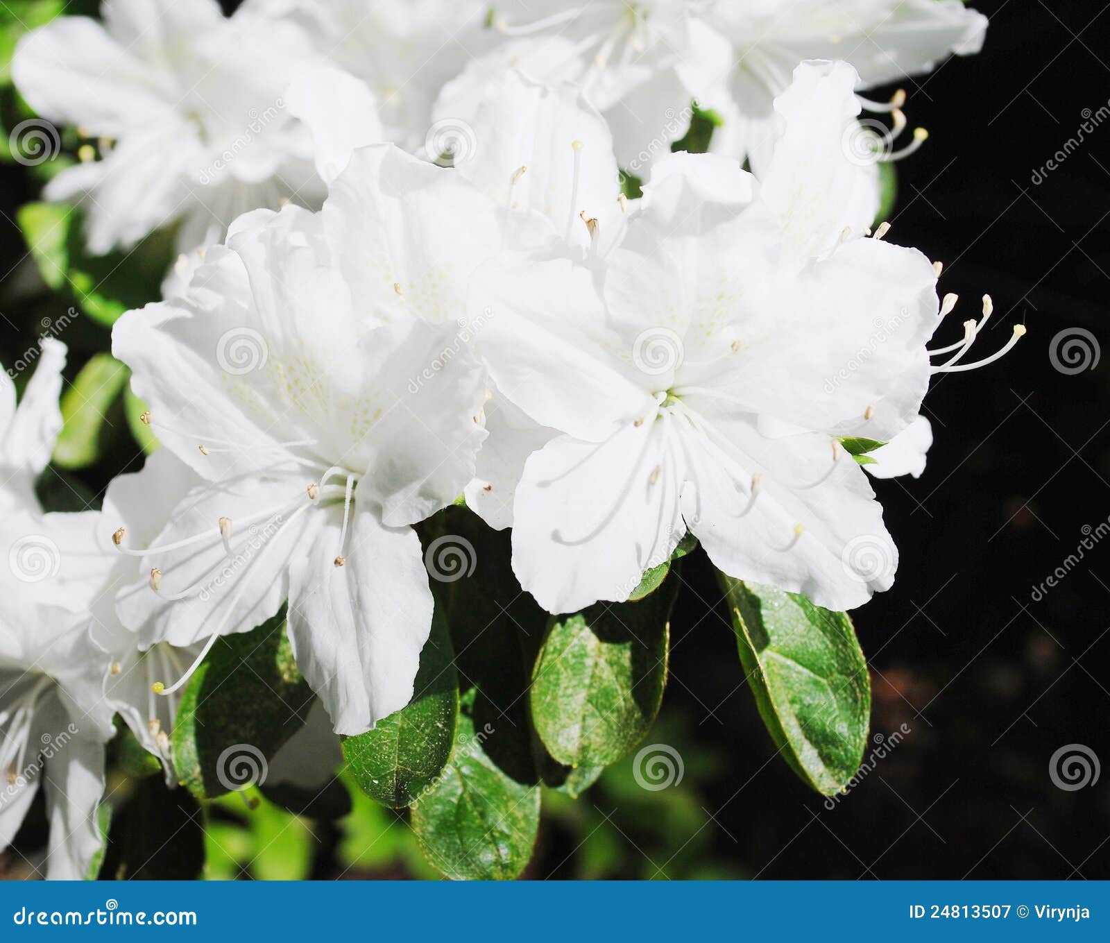 Flores Blancas De Las Azaleas Imagen de archivo - Imagen de primer, azalea:  24813507