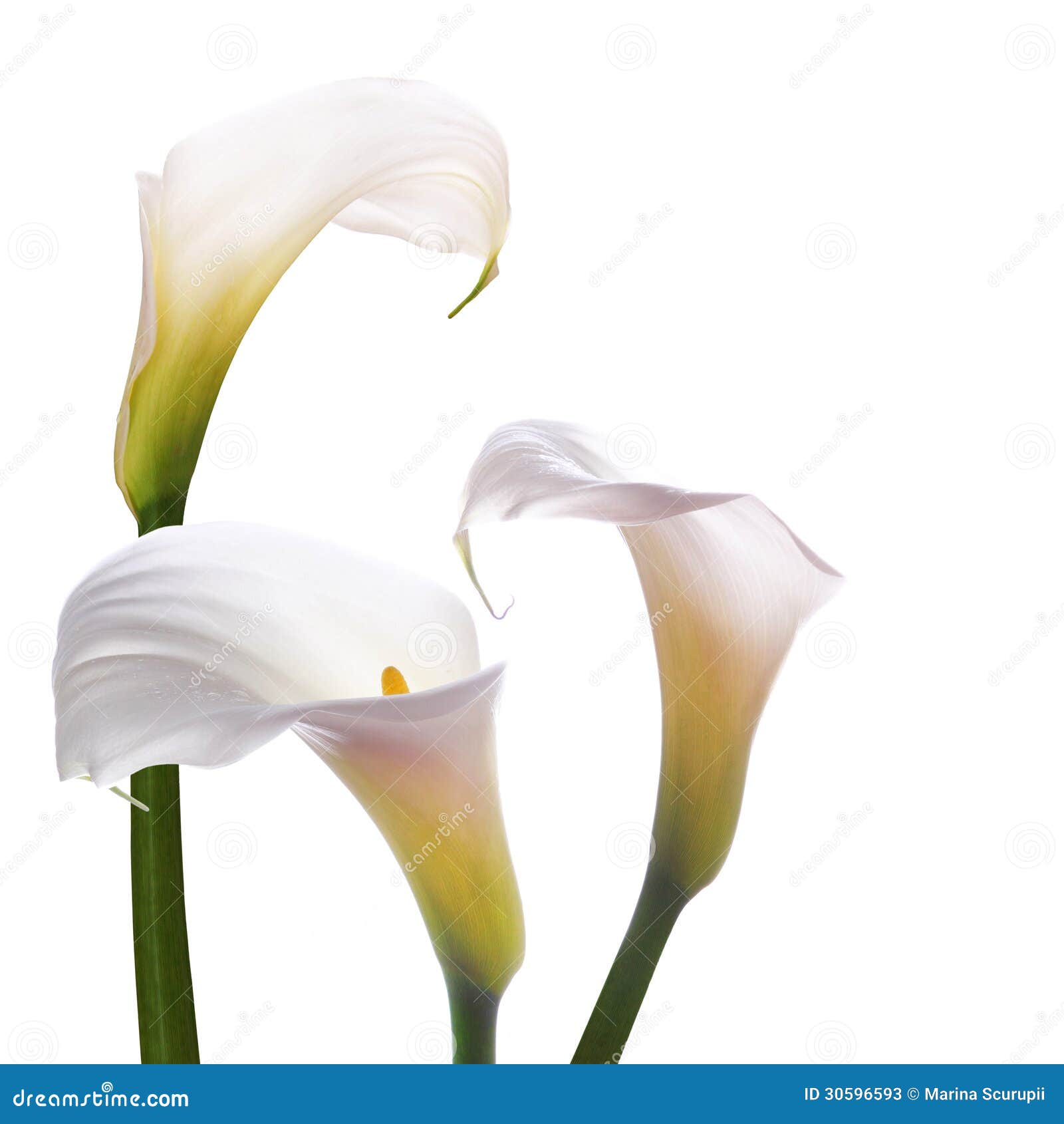 Flores Blancas De Las Calas Imagen de archivo - Imagen de planta, boda:  30596593