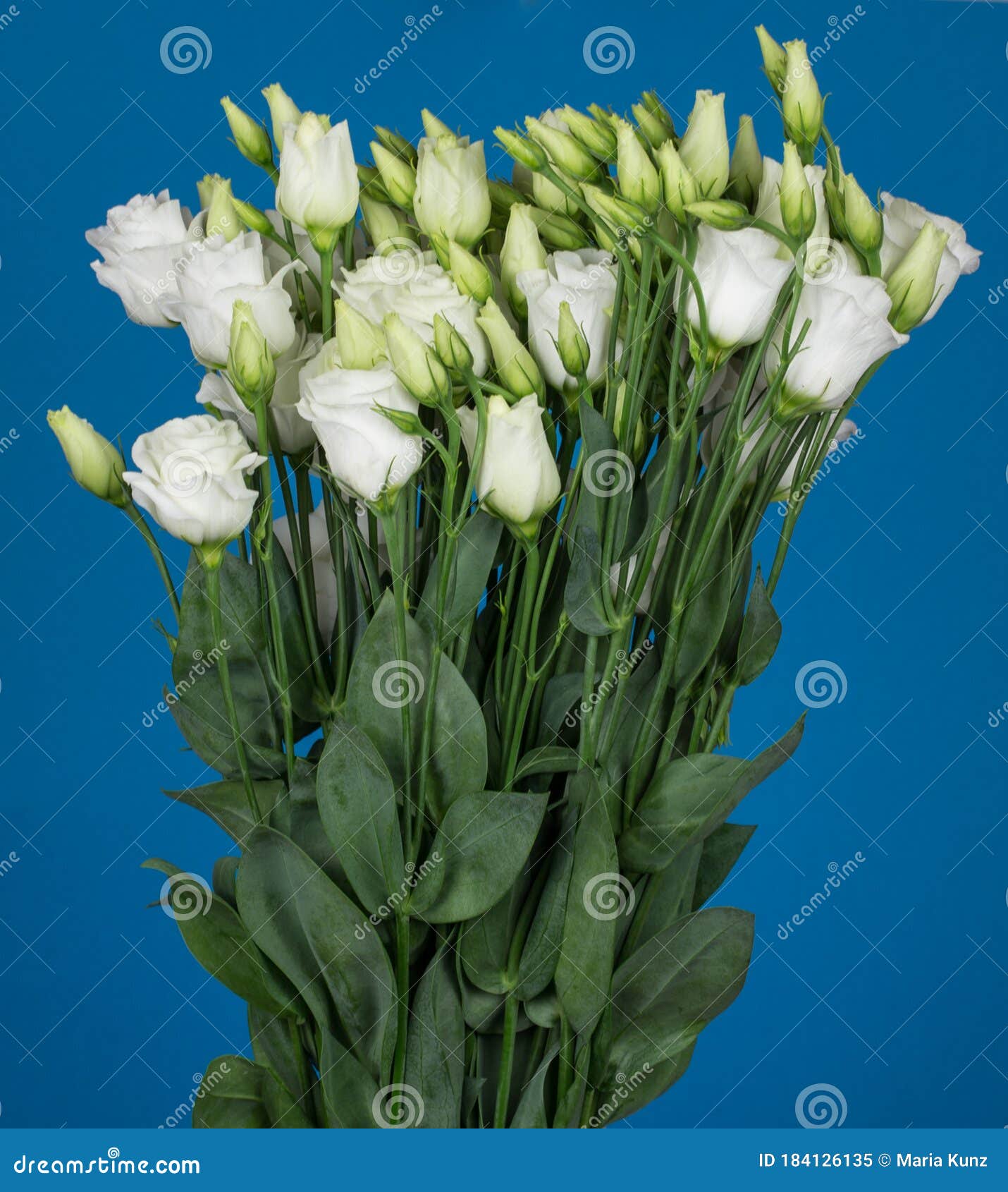 Flores Blancas De Lisianthus Imagen de archivo - Imagen de rosa, verde:  184126135