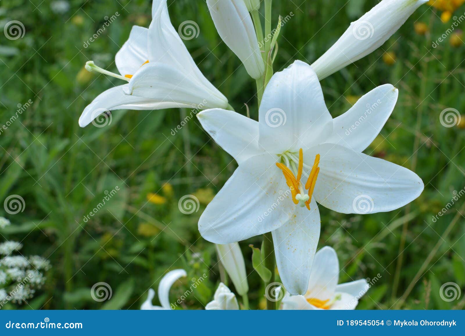 Flores Blancas De Litio Cerca De La Macro De Un Lirio Blanco De Madonna.  Flor De Lirio De Madonna Blanca Foto de archivo - Imagen de planta,  ornamental: 189545054