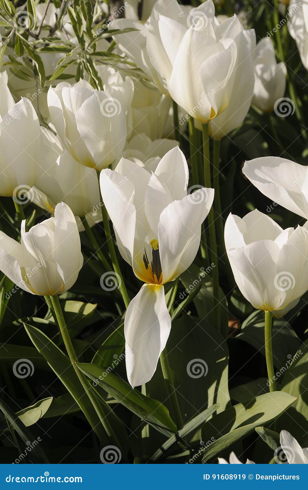 Flores Blancas De Los Tulipanes Imagen de archivo - Imagen de noticias,  pueda: 91608919