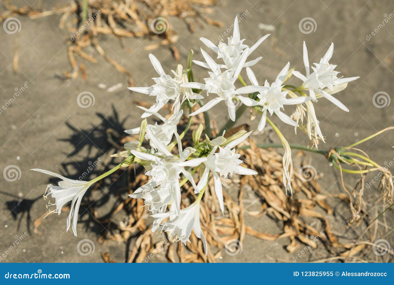 Flores Blancas De Pancratium Del Lirio Mediterráneo De La Arena Imagen de  archivo - Imagen de bulbo, seco: 123825955