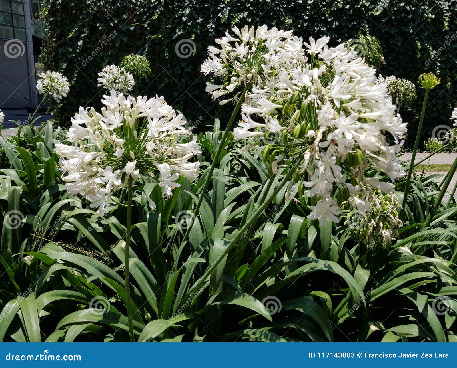 Flores Blancas Del Agapanthus En Jardín Imagen de archivo - Imagen de  travieso, flor: 117143803