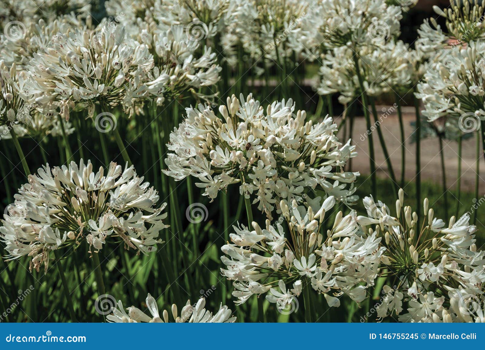 Flores Blancas Del Agapanthus En Un Jard?n Frondoso Imagen de archivo -  Imagen de manojo, detalle: 146755245
