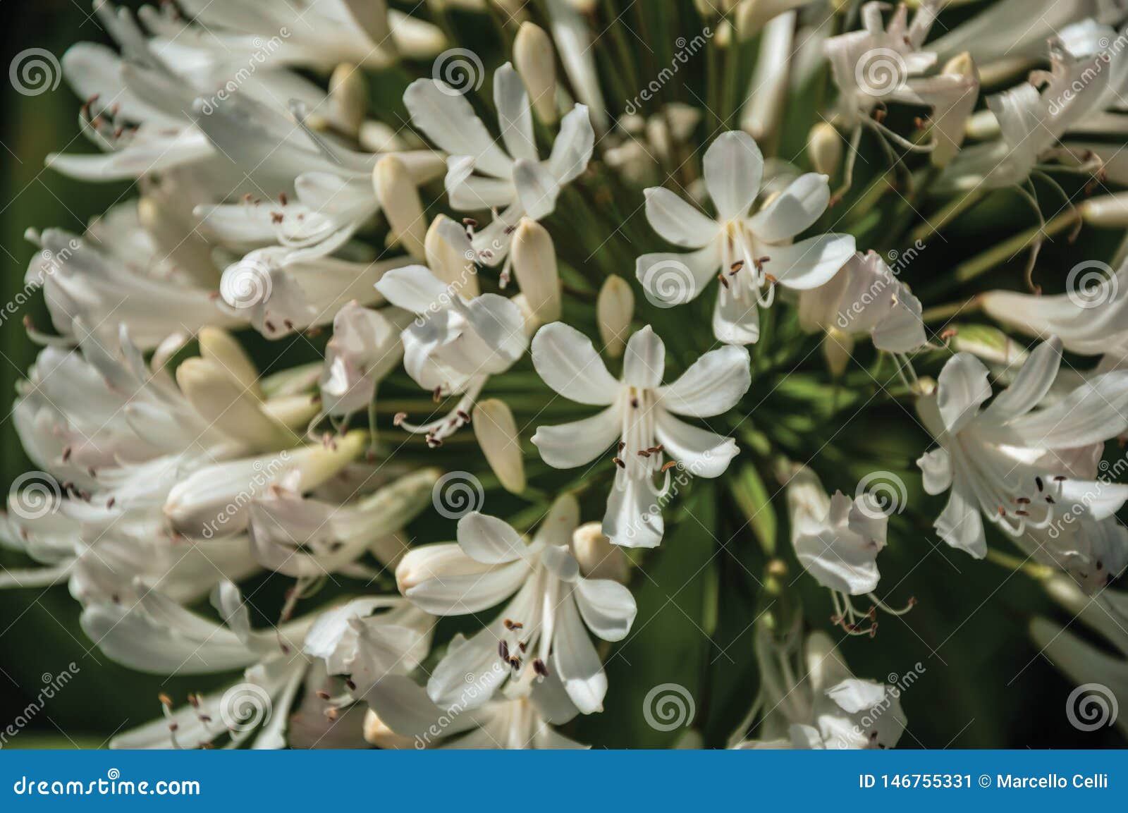 Flores Blancas Del Agapanthus En Un Jard?n Frondoso Imagen de archivo -  Imagen de ramo, inflorescencia: 146755331