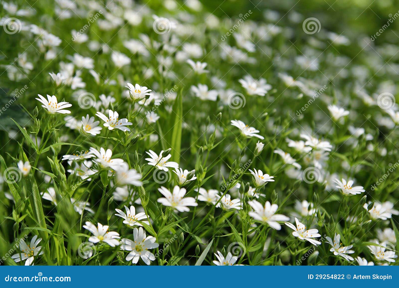 Flores blancas del campo foto de archivo. Imagen de modelos - 29254822 Flores blancas del campo foto de archivo. Imagen de modelos - 29254822