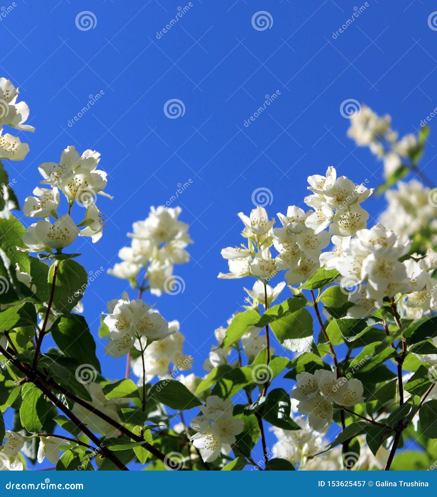 Flores Blancas Del Jazmín Con Las Hojas Verdes En Un Fondo Del Cielo Azul  Imagen de archivo - Imagen de hojas, verde: 153625457