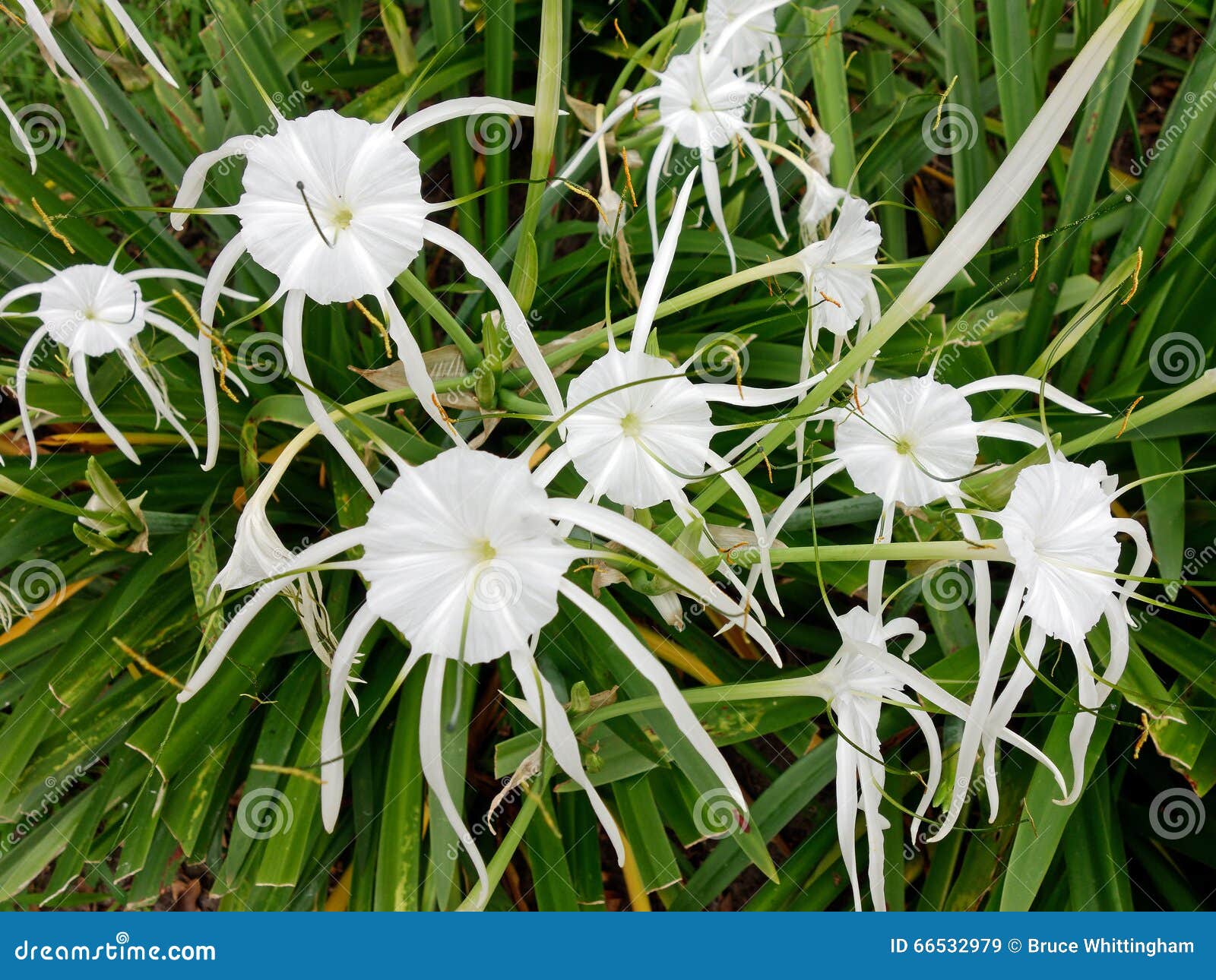Flores Blancas Del Lirio De La Araña Imagen de archivo - Imagen de bulbos, crecimiento: 66532979 Flores Blancas Del Lirio De La Araña Imagen de archivo - Imagen de bulbos, crecimiento: 66532979