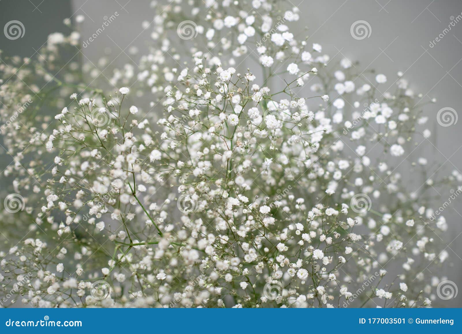 Flores Blancas Delicadas Pequeñas De Gypsophila Babysbreath Flores Sobre Fondo De Boda De Cortina Blanca. Imagen de archivo - Imagen de bufé, floral: 177003501 Flores Blancas Delicadas Pequeñas De Gypsophila Babysbreath Flores Sobre Fondo De Boda De Cortina Blanca. Imagen de archivo - Imagen de bufé, floral: 177003501