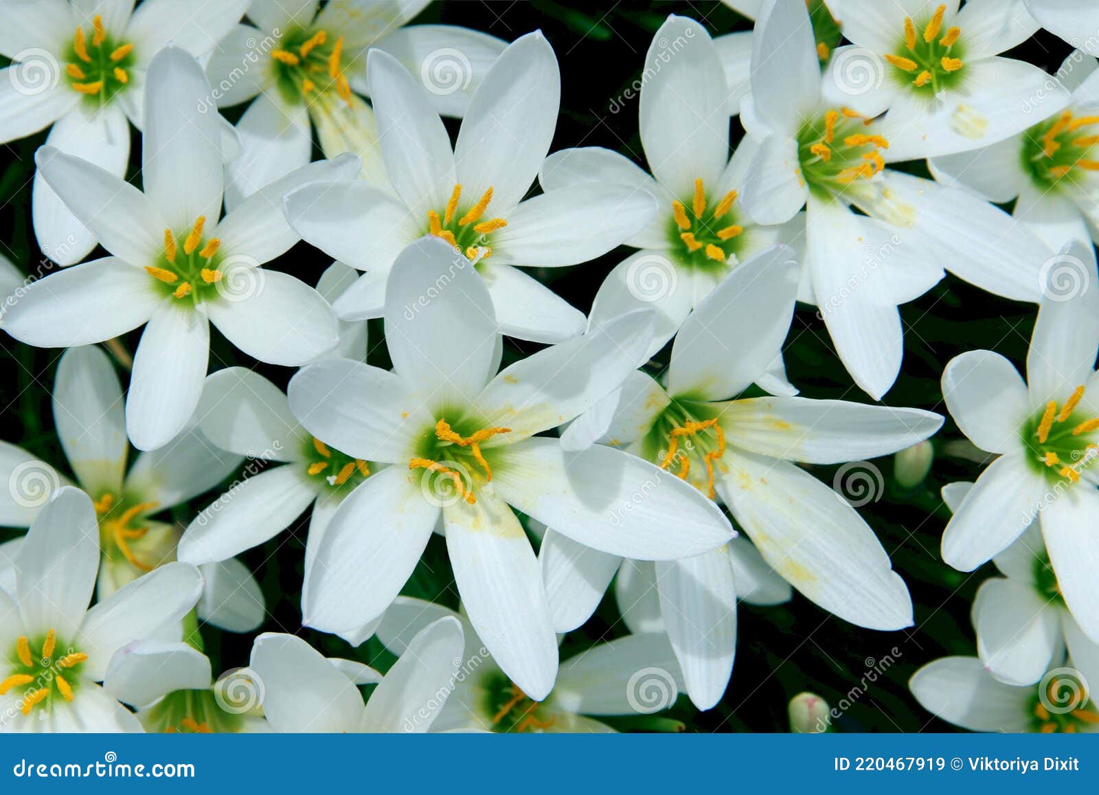 Flores Blancas Elegantes. Colores Y Flores Frescas De Temporada. Imagen de  archivo - Imagen de ramo, primer: 220467919