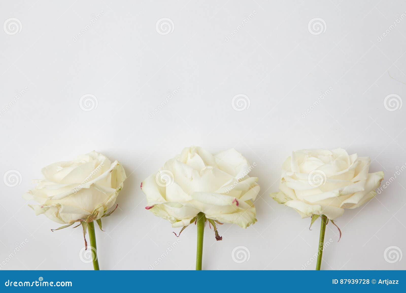 Flores Blancas En El Fondo Blanco Foto de archivo - Imagen de hoja, flores: 87939728 Flores Blancas En El Fondo Blanco Foto de archivo - Imagen de hoja, flores: 87939728