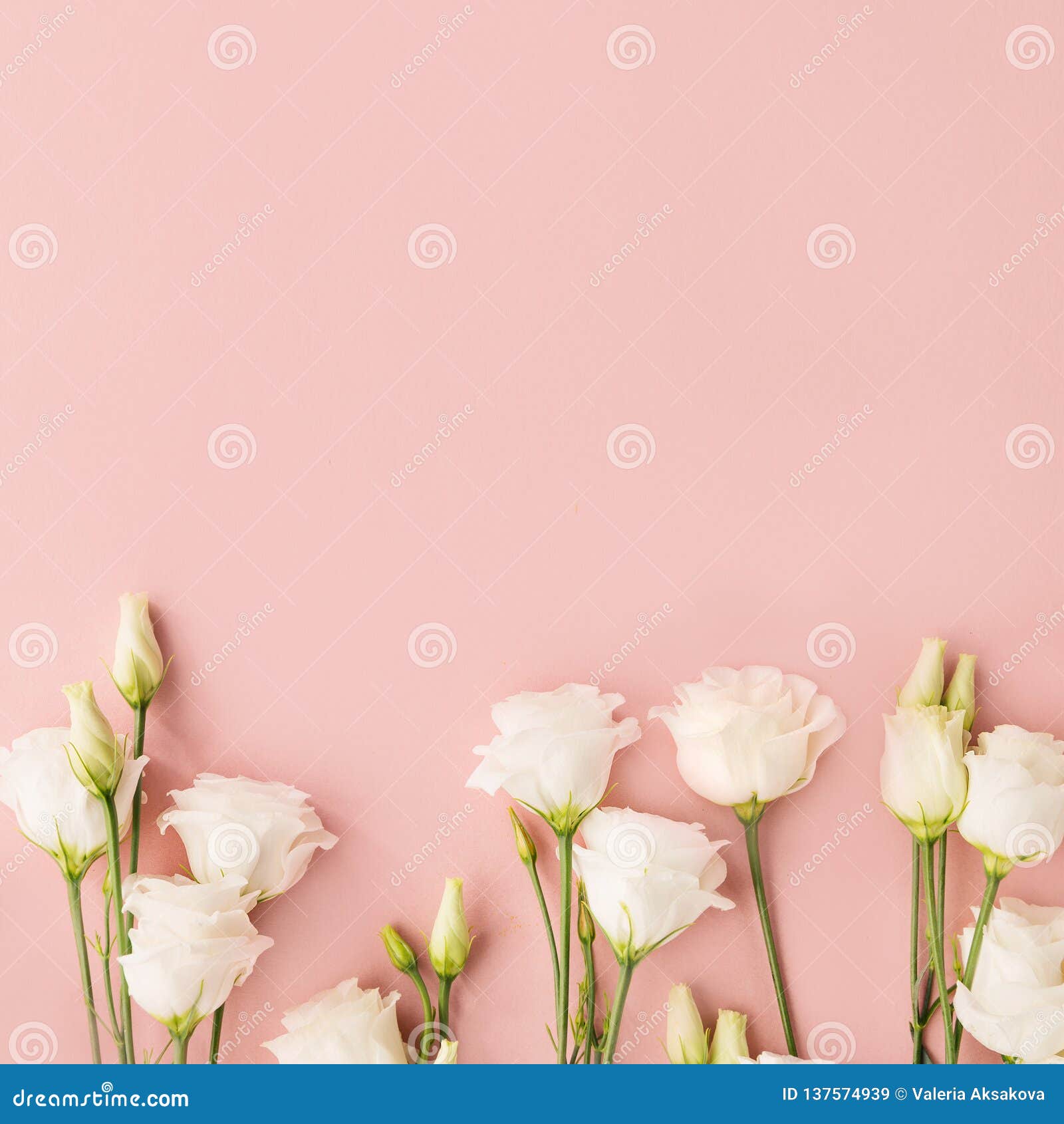 Flores Blancas En Fondo Rosado Imagen de archivo - Imagen de manojo, objeto: 137574939 Flores Blancas En Fondo Rosado Imagen de archivo - Imagen de manojo, objeto: 137574939