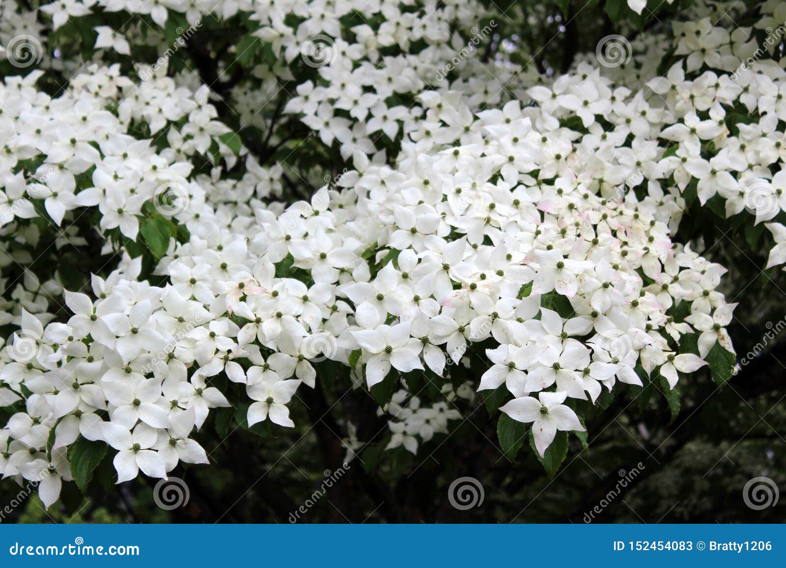 Flores Blancas Grandes Bonitas En Arbol De Cornejo Un Simbolo Del
