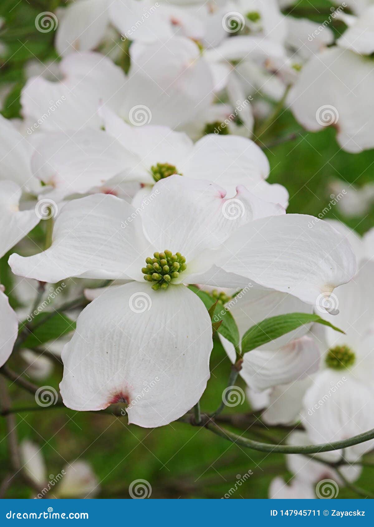Flores Blancas Grandes Del Cornejo De Florecimiento, Del Natural Del árbol a Norteamérica Del Este Y De México Septentrional, Cor Imagen de archivo - Imagen de america, resorte: 147945711 Flores Blancas Grandes Del Cornejo De Florecimiento, Del Natural Del árbol a Norteamérica Del Este Y De México Septentrional, Cor Imagen de archivo - Imagen de america, resorte: 147945711