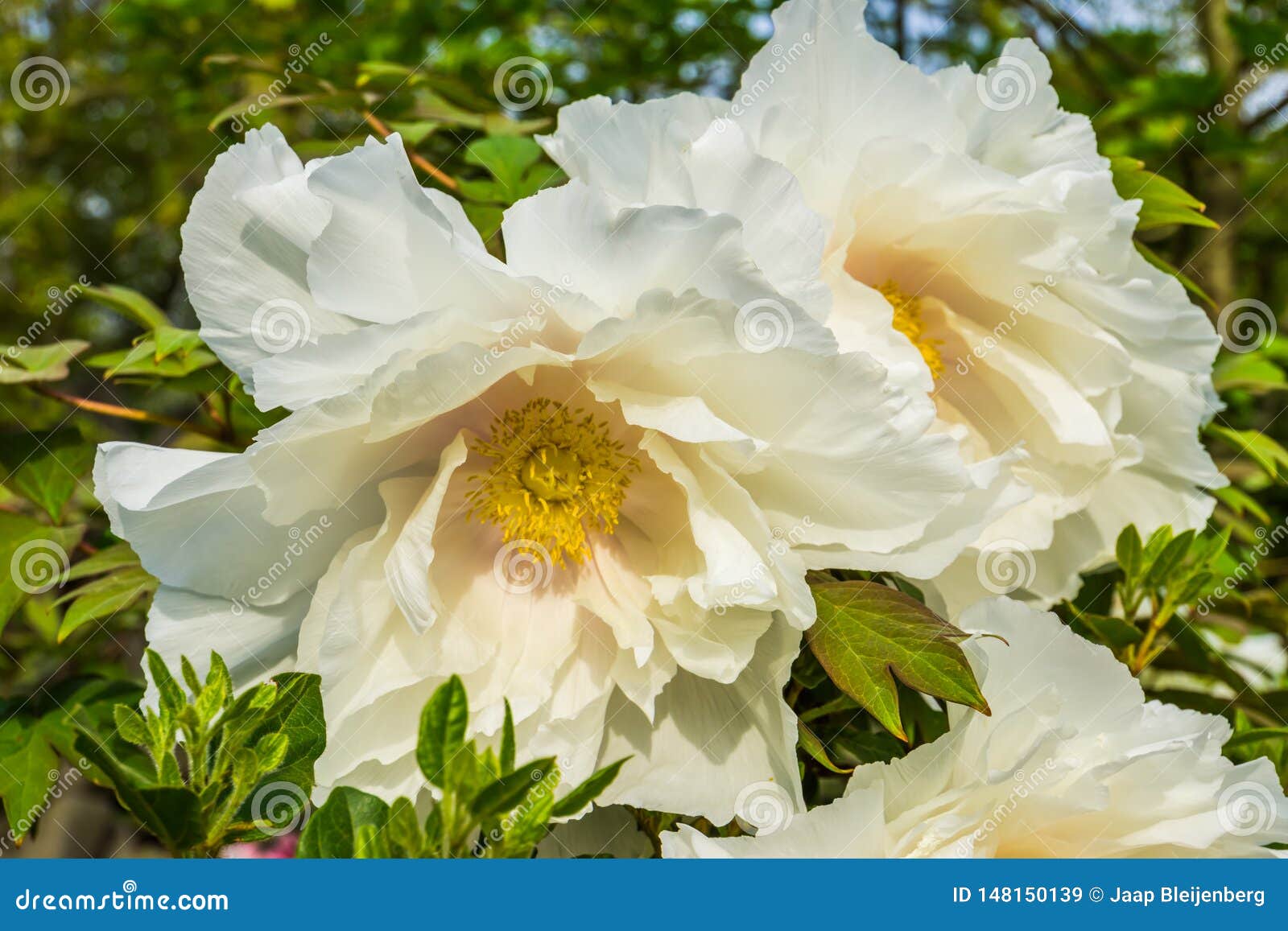 Flores Blancas Grandes Que Florecen Durante Estación De Primavera, Amapola  De árbol De California En El Primer, Fondo De La Natur Imagen de archivo -  Imagen de popular, macro: 148150139