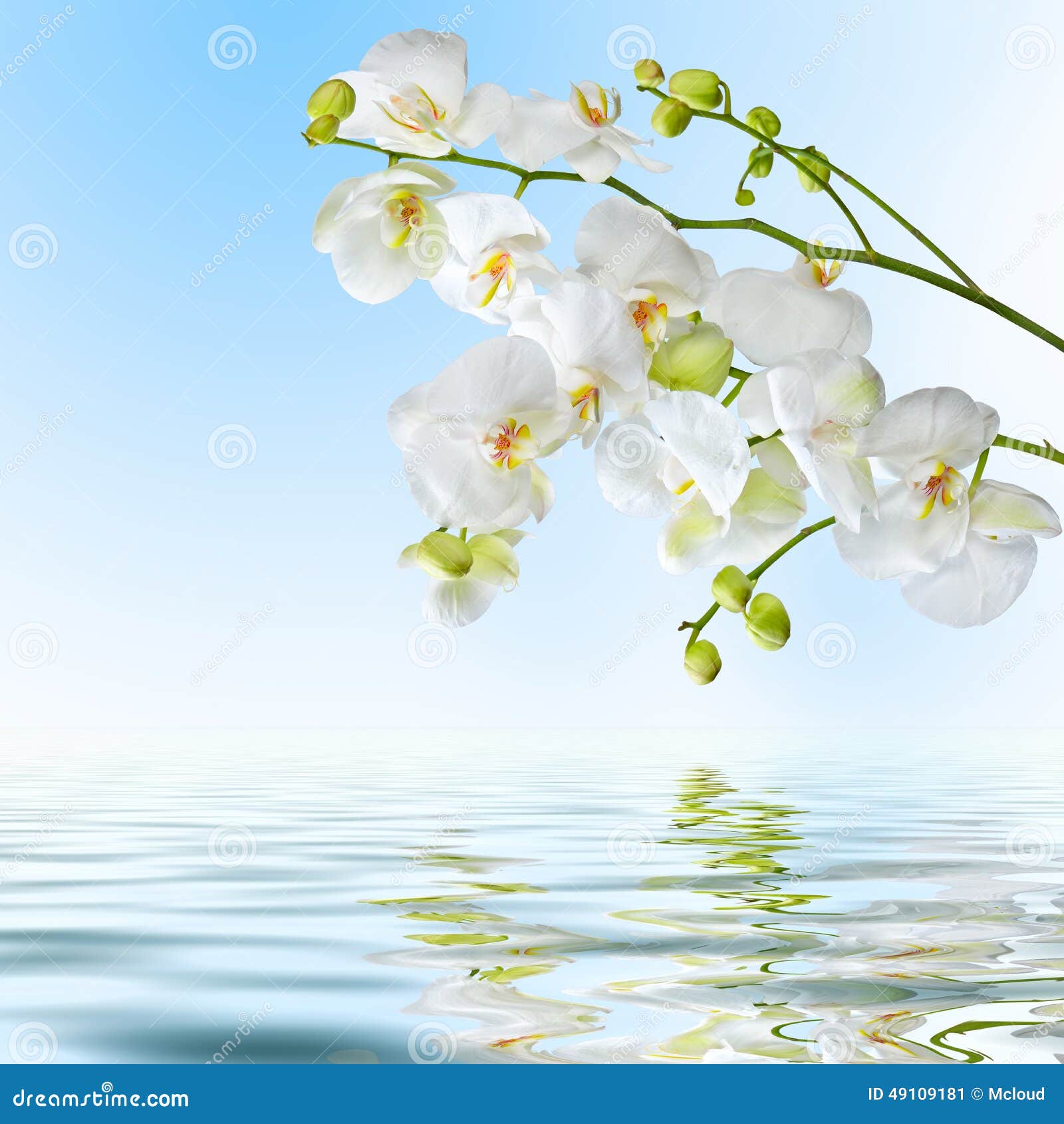 Flores Blancas Hermosas De La Orquídea Reflejadas En Agua Imagen de archivo  - Imagen de lujo, limpio: 49109181