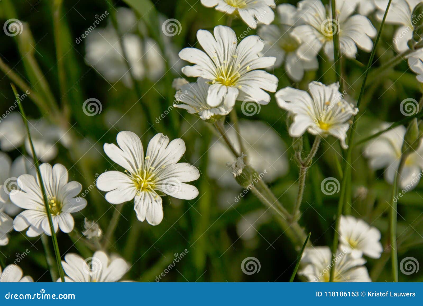 Flores Blancas Hermosas De La Pamplina De Campo Imagen de archivo - Imagen de hermoso, wildflowers: 118186163 Flores Blancas Hermosas De La Pamplina De Campo Imagen de archivo - Imagen de hermoso, wildflowers: 118186163