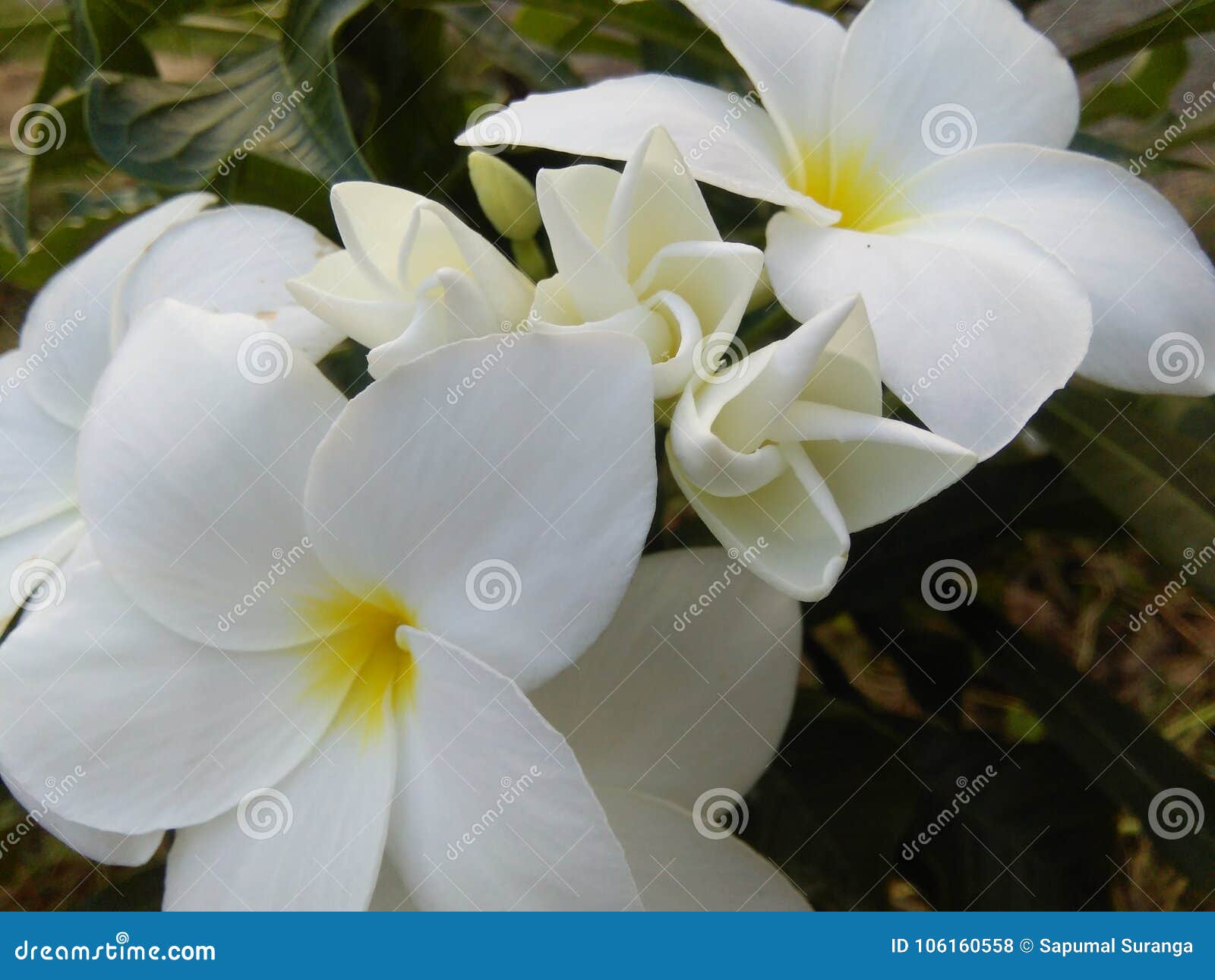 Flores Blancas Hermosas Del Color De Las Fotos Lankankan Del Sri