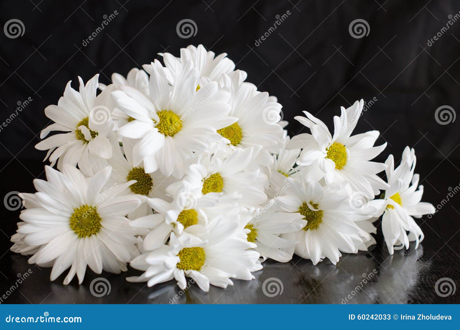 Flores Blancas Hermosas Del Crisantemo En Fondo Negro Imagen de archivo -  Imagen de flora, tarjeta: 60242033