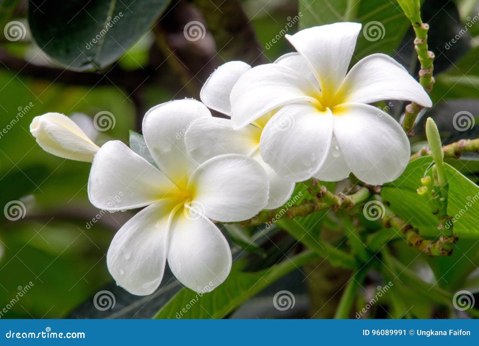 Flores Blancas Hermosas Del Plumeria Imagen de archivo - Imagen de flores, travieso: 96089991 Flores Blancas Hermosas Del Plumeria Imagen de archivo - Imagen de flores, travieso: 96089991