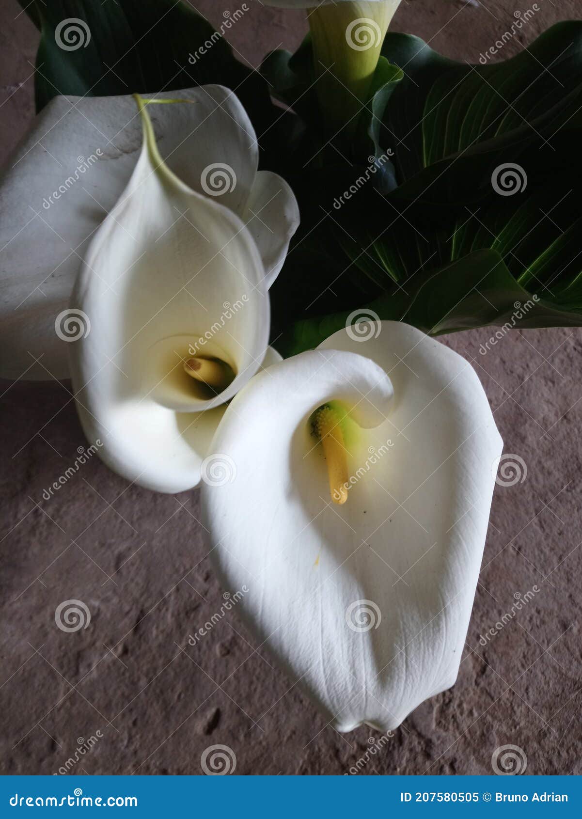 Flores Blancas Hermosas Naturales Del Cartucho Y Hojas Grandes Imagen de  archivo - Imagen de colores, antiguo: 207580505