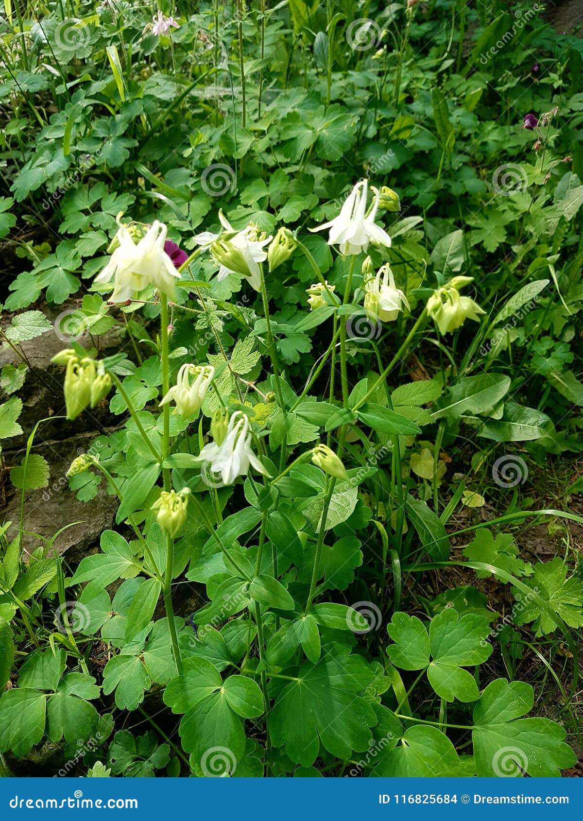 Flores Blancas Los Brotes Bajo La Forma De Campana Cuelgan Abajo Al Suelo Y Se Sostienen En Un Alto Tronco Verde De Una Planta Al Foto de archivo - Imagen de abajo, Flores Blancas Los Brotes Bajo La Forma De Campana Cuelgan Abajo Al Suelo Y Se Sostienen En Un Alto Tronco Verde De Una Planta Al Foto de archivo - Imagen de abajo,