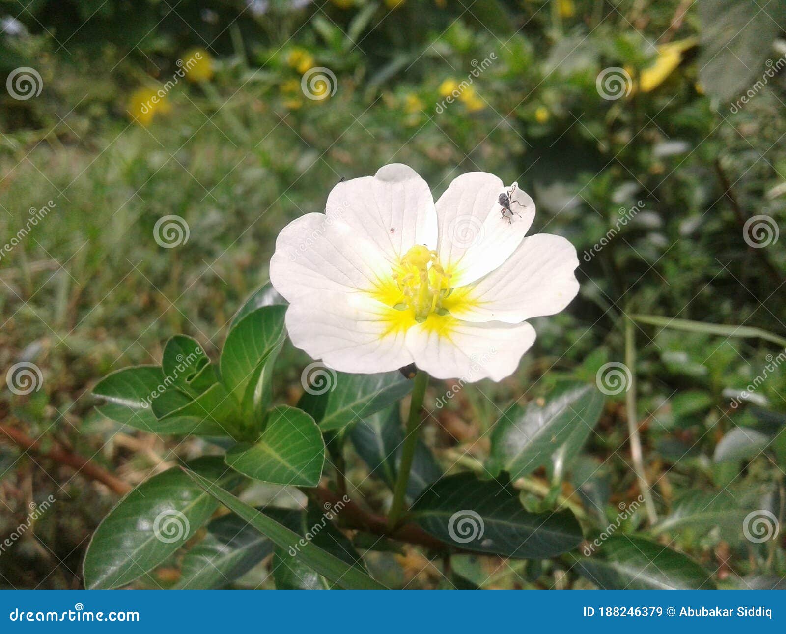 Flores blancas imagen de archivo. Imagen de nantes, casa - 188246379