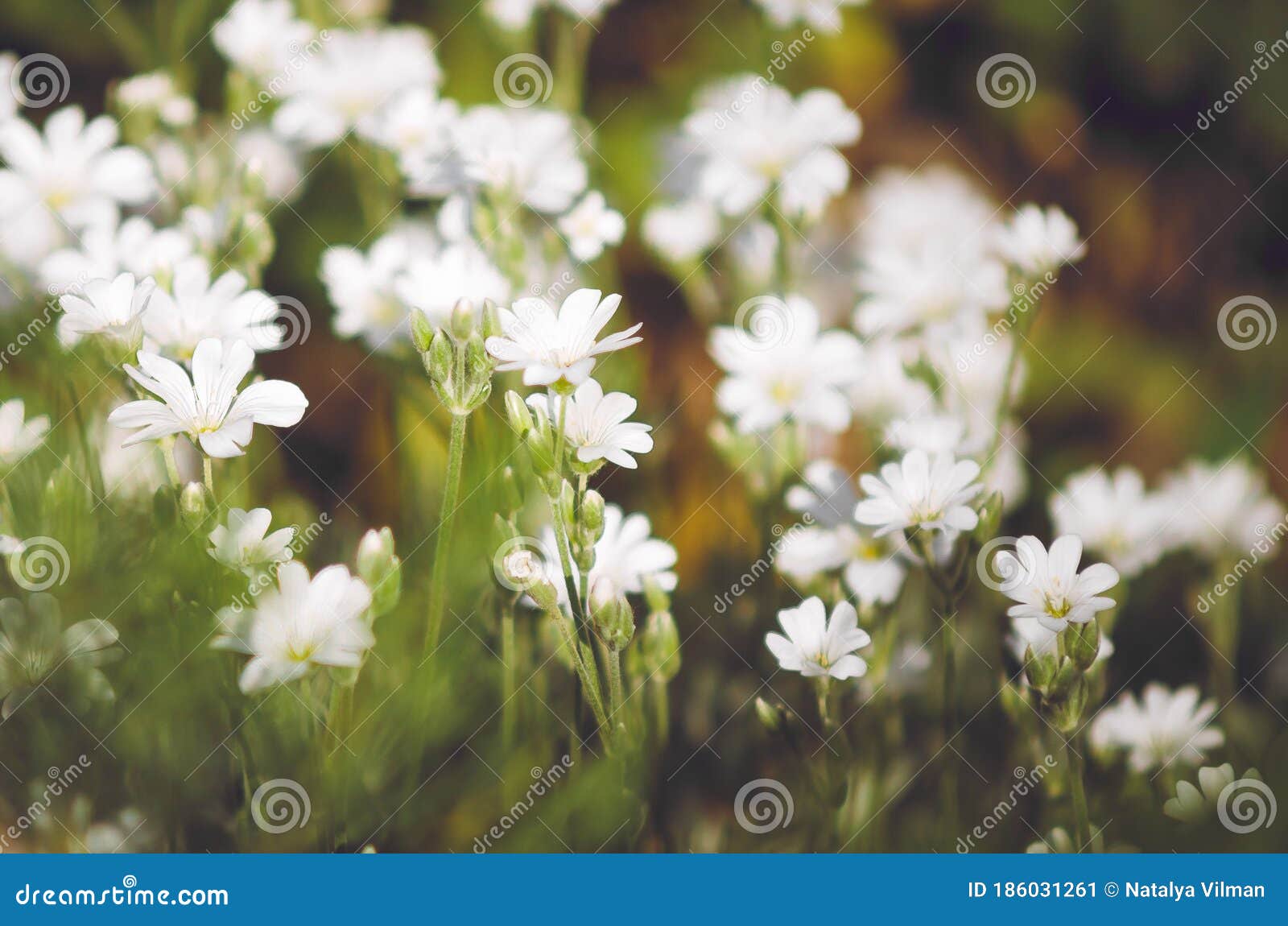Flores Blancas Pequeñas. Plantas De Jardín Con Flores Blancas. Flores De Primavera Delicadas. Profundidad De Campo Poco Profunda C Imagen de archivo - Imagen de hierba, paisaje: 186031261 Flores Blancas Pequeñas. Plantas De Jardín Con Flores Blancas. Flores De Primavera Delicadas. Profundidad De Campo Poco Profunda C Imagen de archivo - Imagen de hierba, paisaje: 186031261