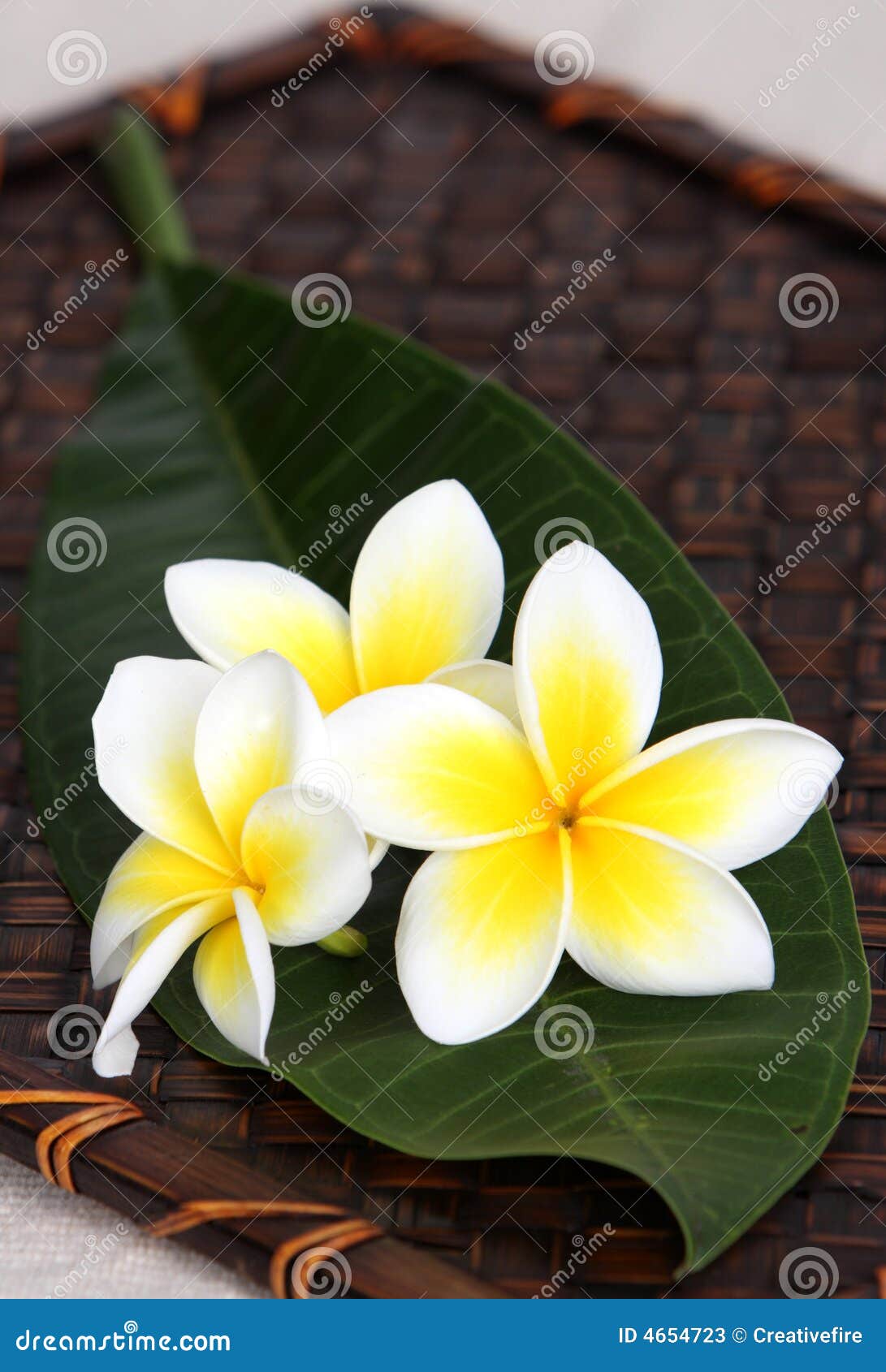 Flores Blancas Y Amarillas De Frangiapani Imagen de archivo - Imagen de  pétalo, amarillo: 4654723