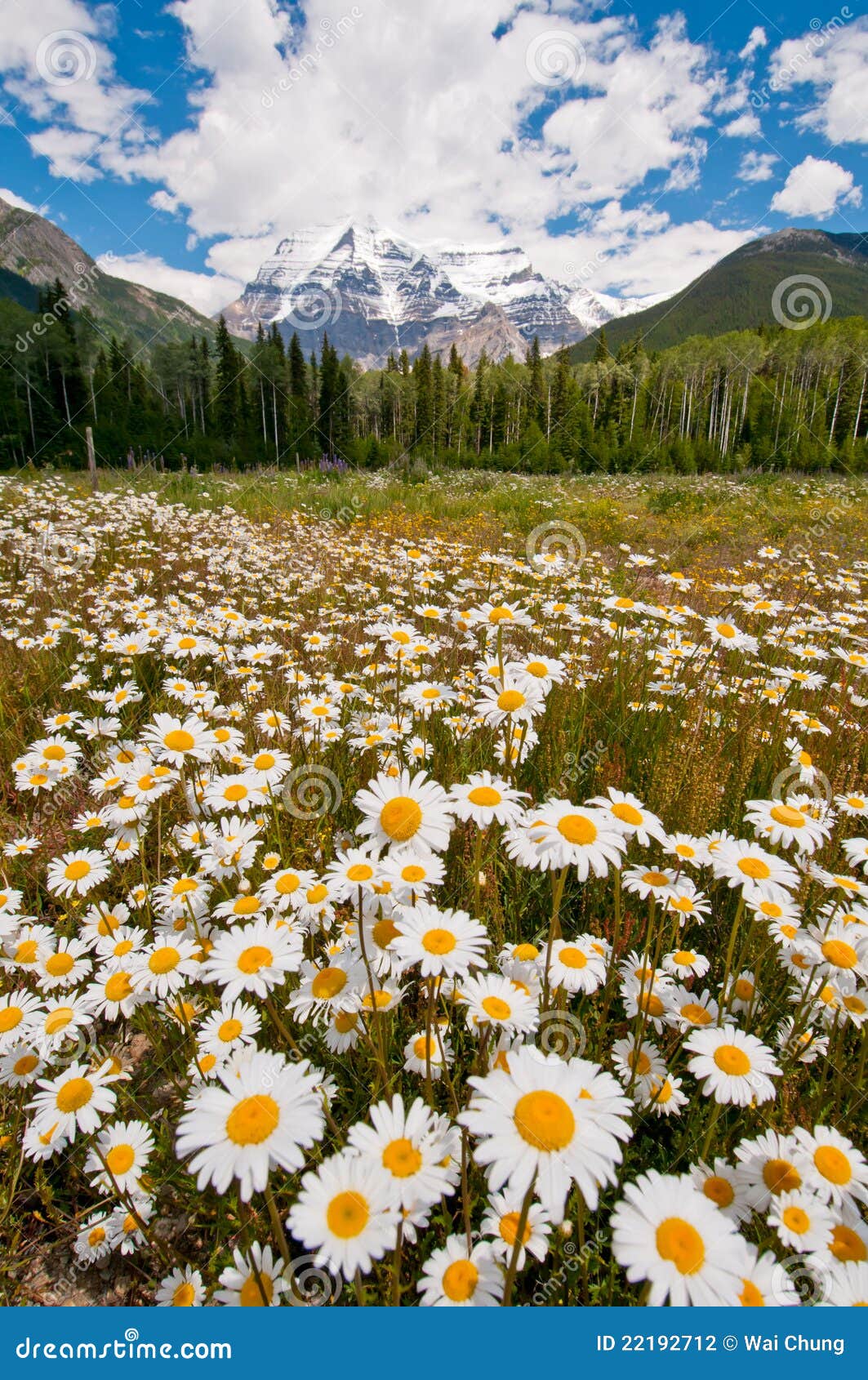 Flores Blancas Y Montana Hermosas Foto De Archivo Imagen De
