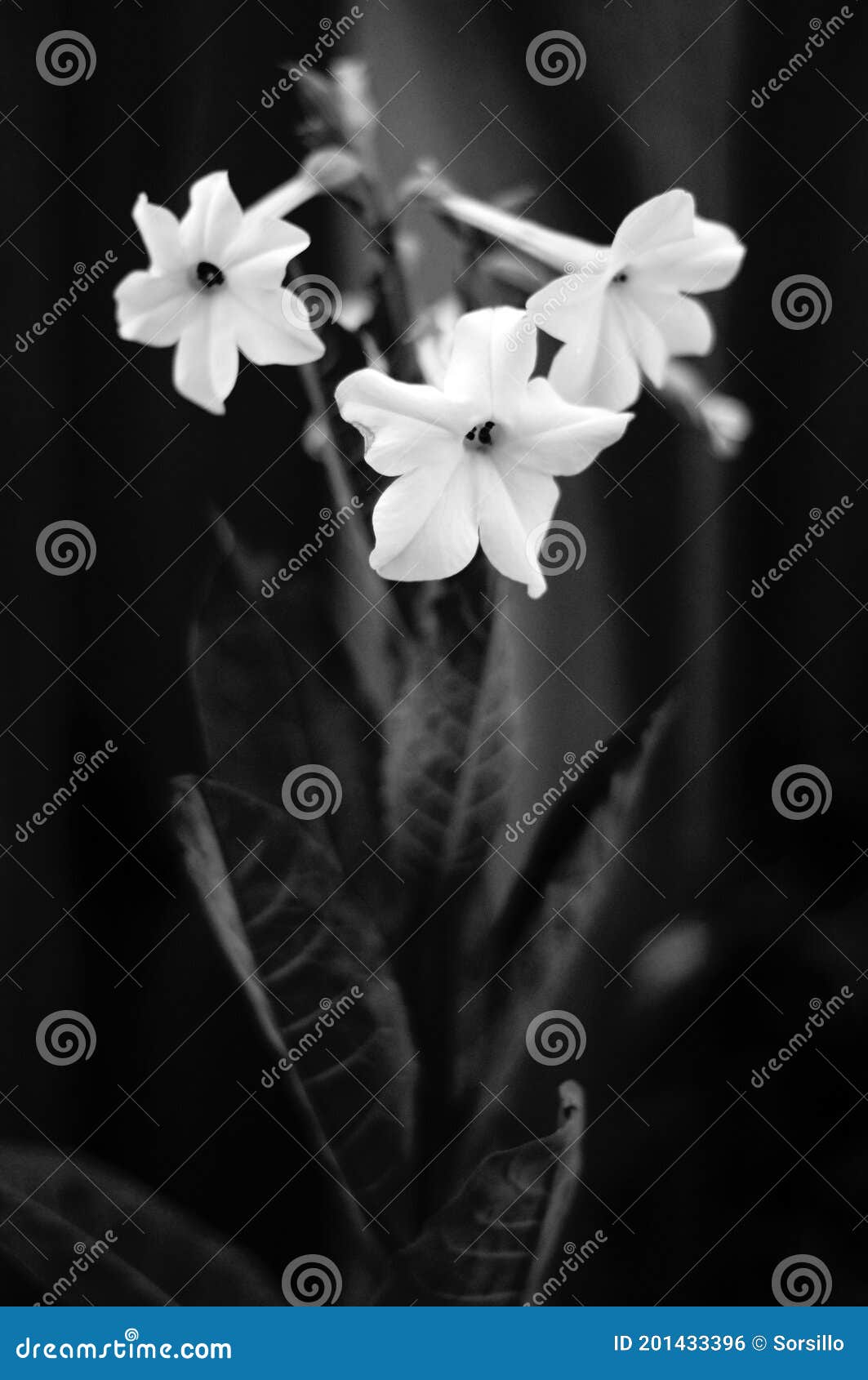 Flores Blancas Y Negras Del Tabaco Foto de archivo - Imagen de trompeta,  cubo: 201433396