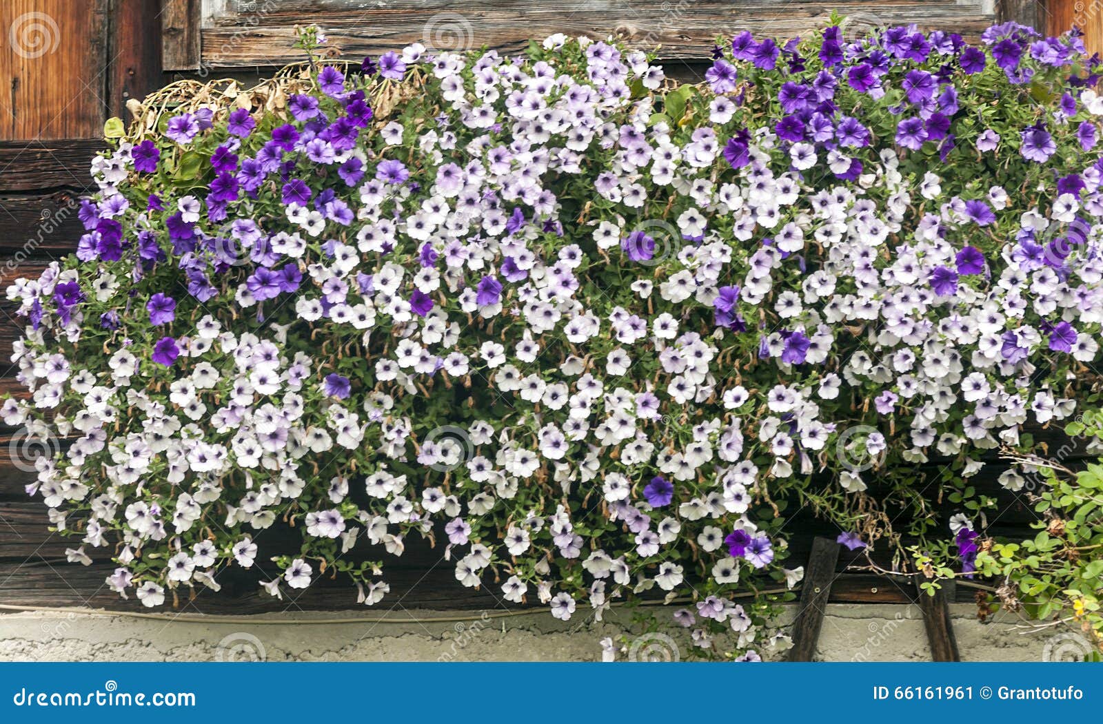 Flores blancas y violetas imagen de archivo. Imagen de ramo - 66161961