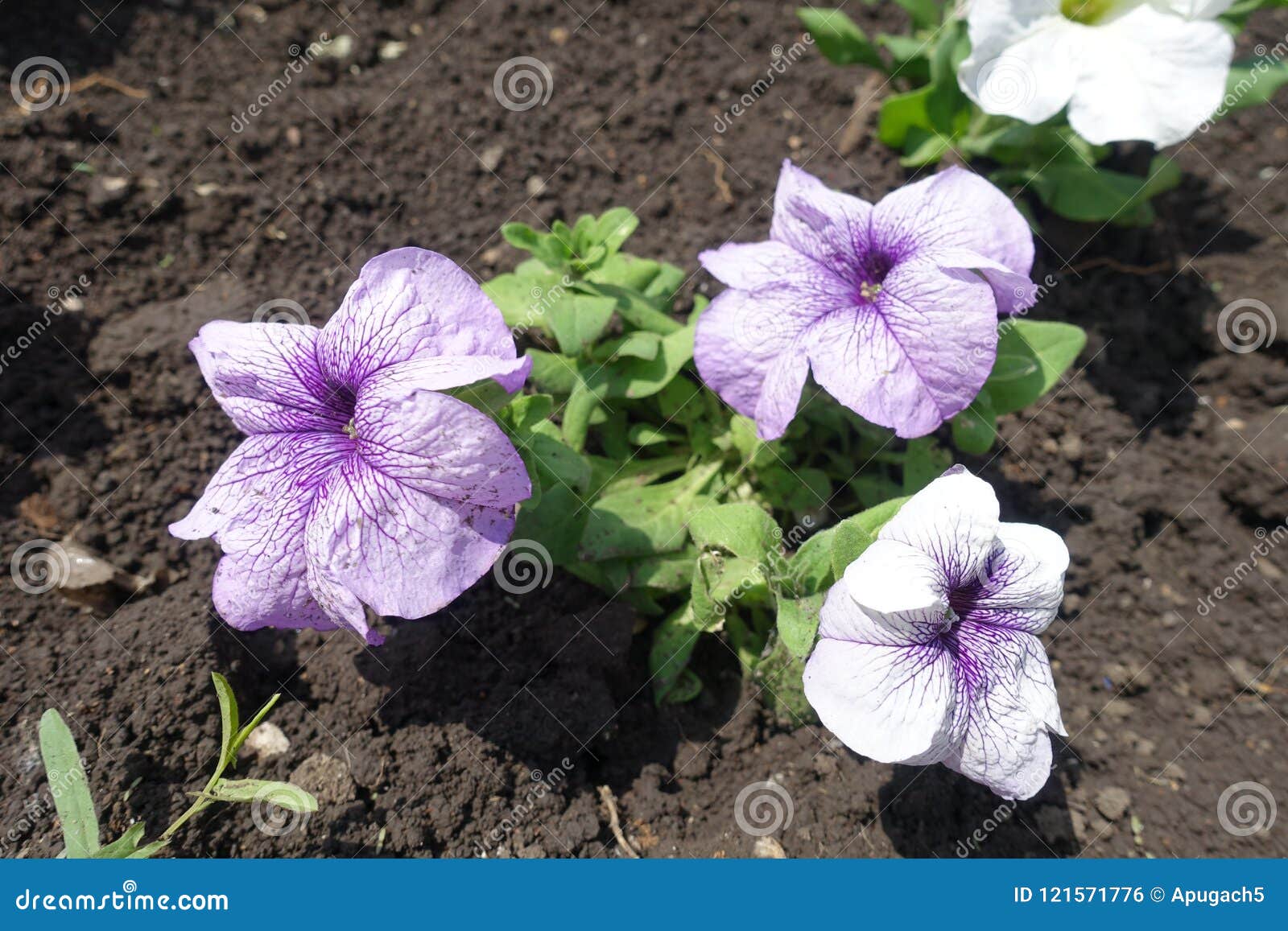 Flores Blancas Y Violetas De Petunias Foto de archivo - Imagen de petunia,  vibrante: 121571776