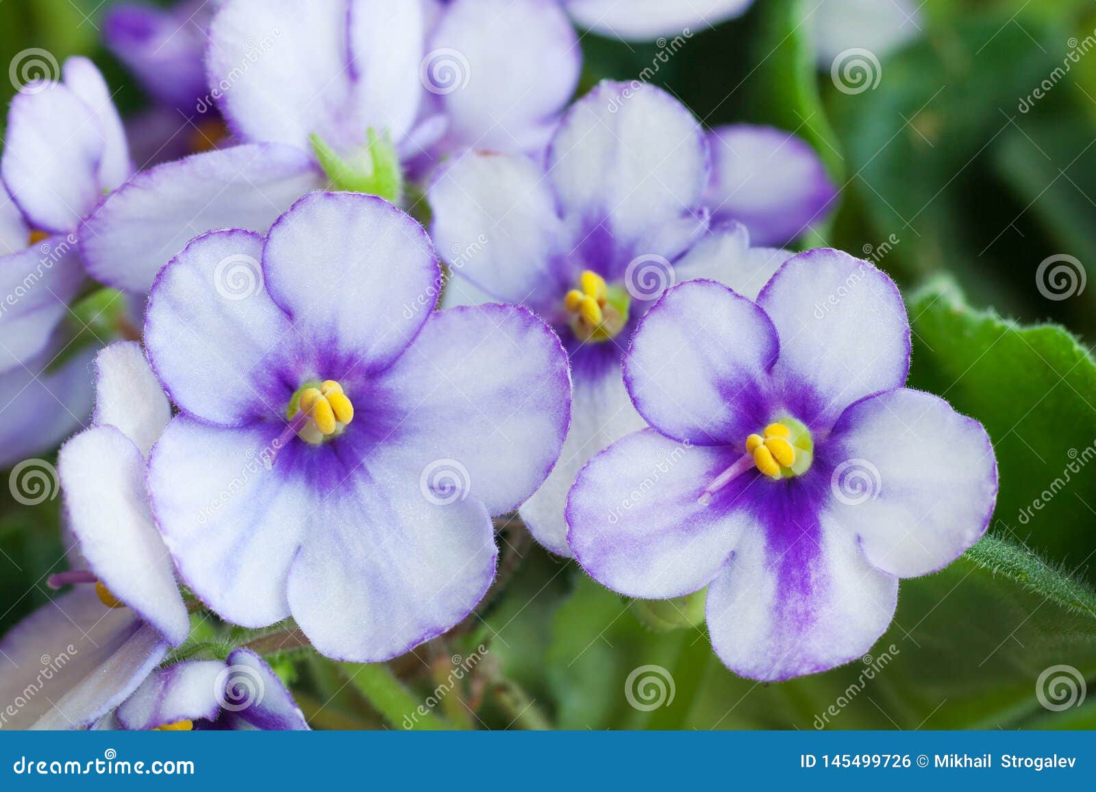 Flores Blanco-púrpuras De La Planta Violeta Africana Del Saintpaulia Foto  de archivo - Imagen de flores, flor: 145499726