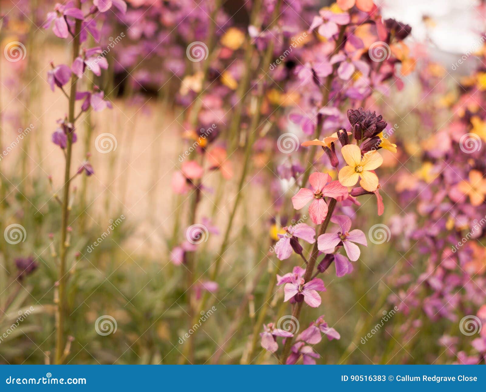 Flores Bonitas Coloridas Que Parecen Muy Adornadas Y Enrrolladas Imagen de  archivo - Imagen de amor, macro: 90516383