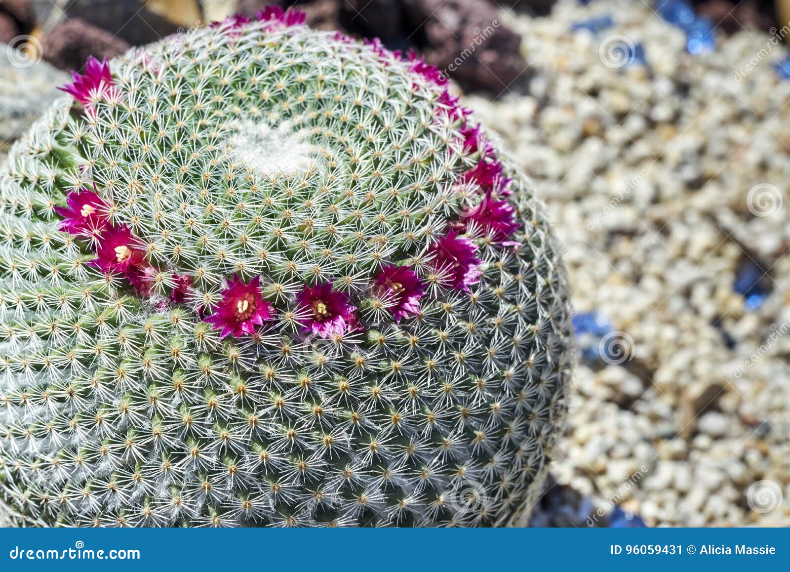 Flores Bonitas Cor-de-rosa Minúsculas Em Um Cacto Espinhoso Redondo Imagem  de Stock - Imagem de geométrico, bonito: 96059431