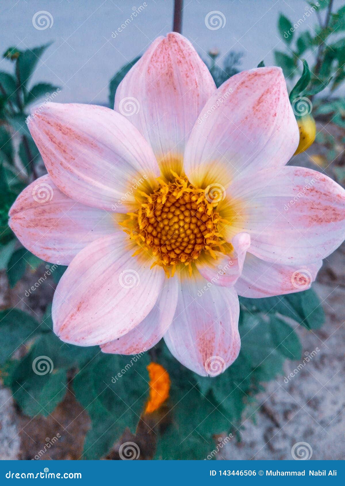 Fotos De Flores Bonitas