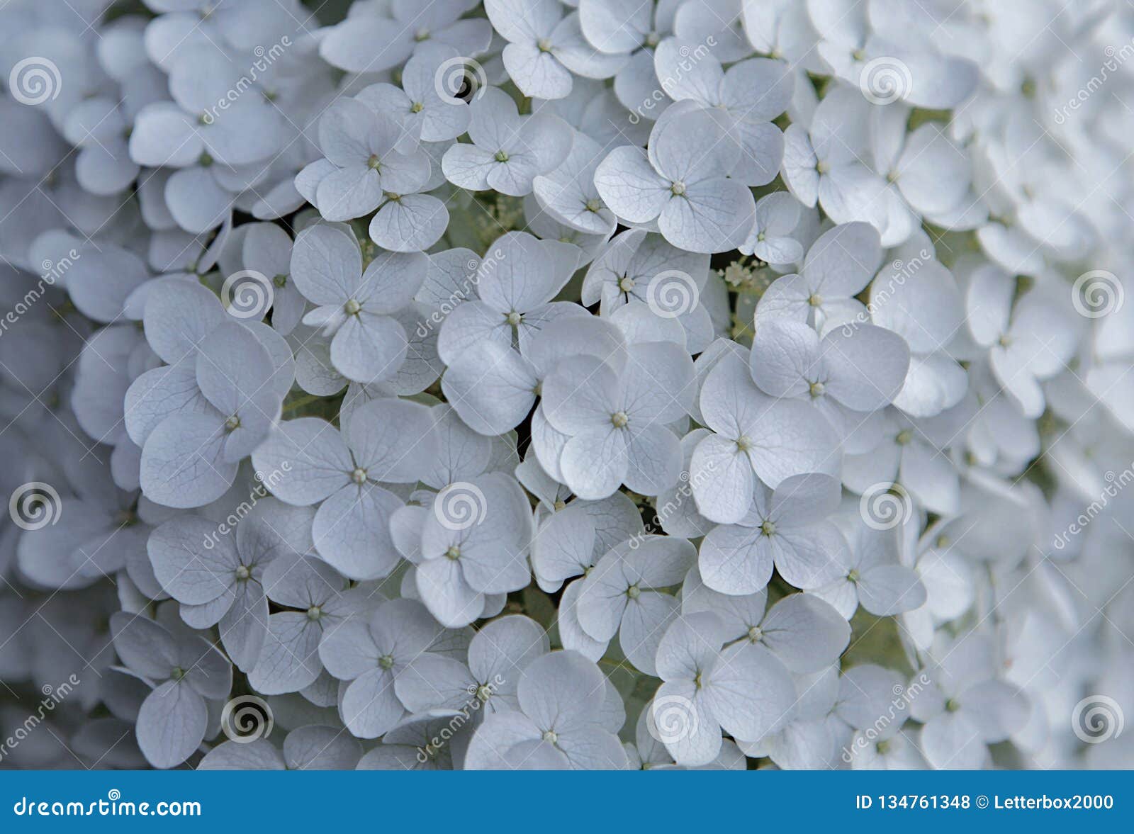 Flores Brancas Da Hortênsia Em Um Dia De Verão Foto de Stock - Imagem de  hidrangea, setembro: 134761348