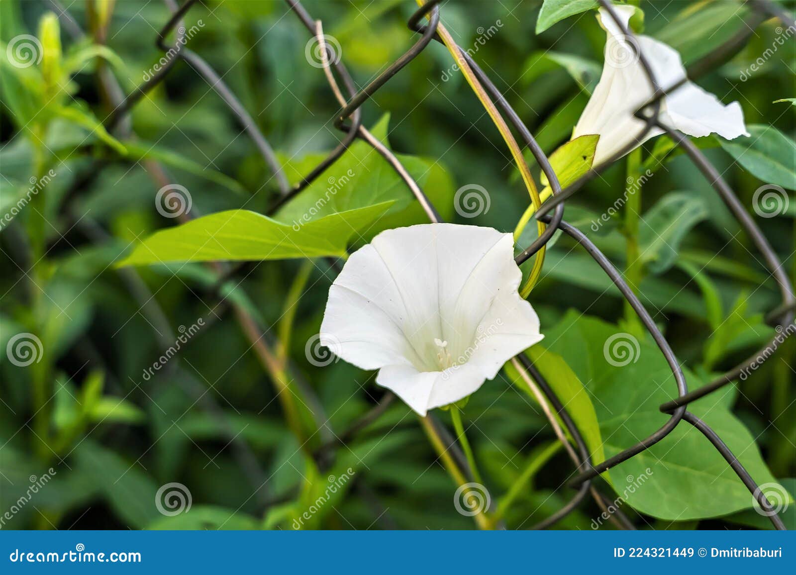 Flores Brancas De Uma Planta Rasteira Sobre Uma Cerca Metálica. Imagem de  Stock - Imagem de engranzamento, branco: 224321449