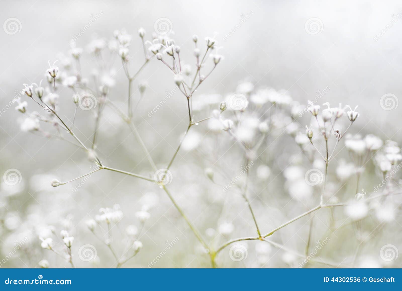 Flores Brancas Defocused Pequenas Foto de Stock - Imagem de pena, azul