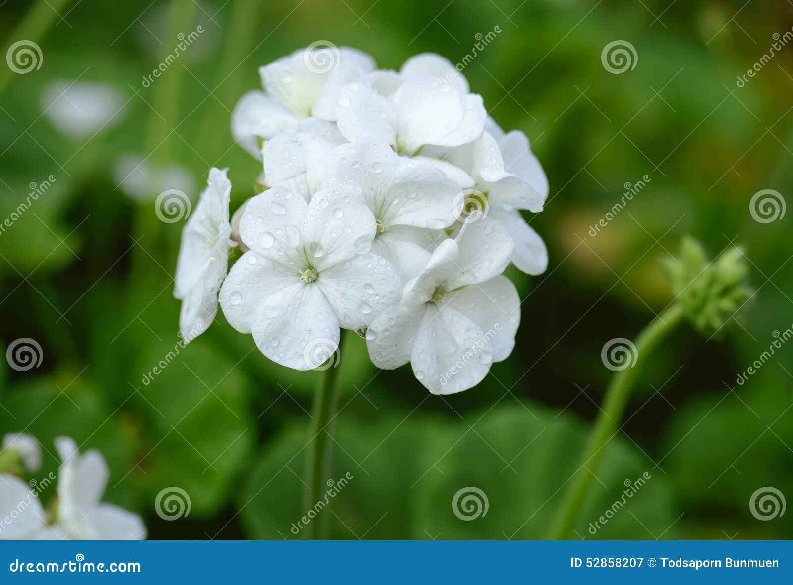 Flores Brancas Do Gerânio No Fundo Da Natureza Imagem de Stock - Imagem de  planta, botânica: 52858207