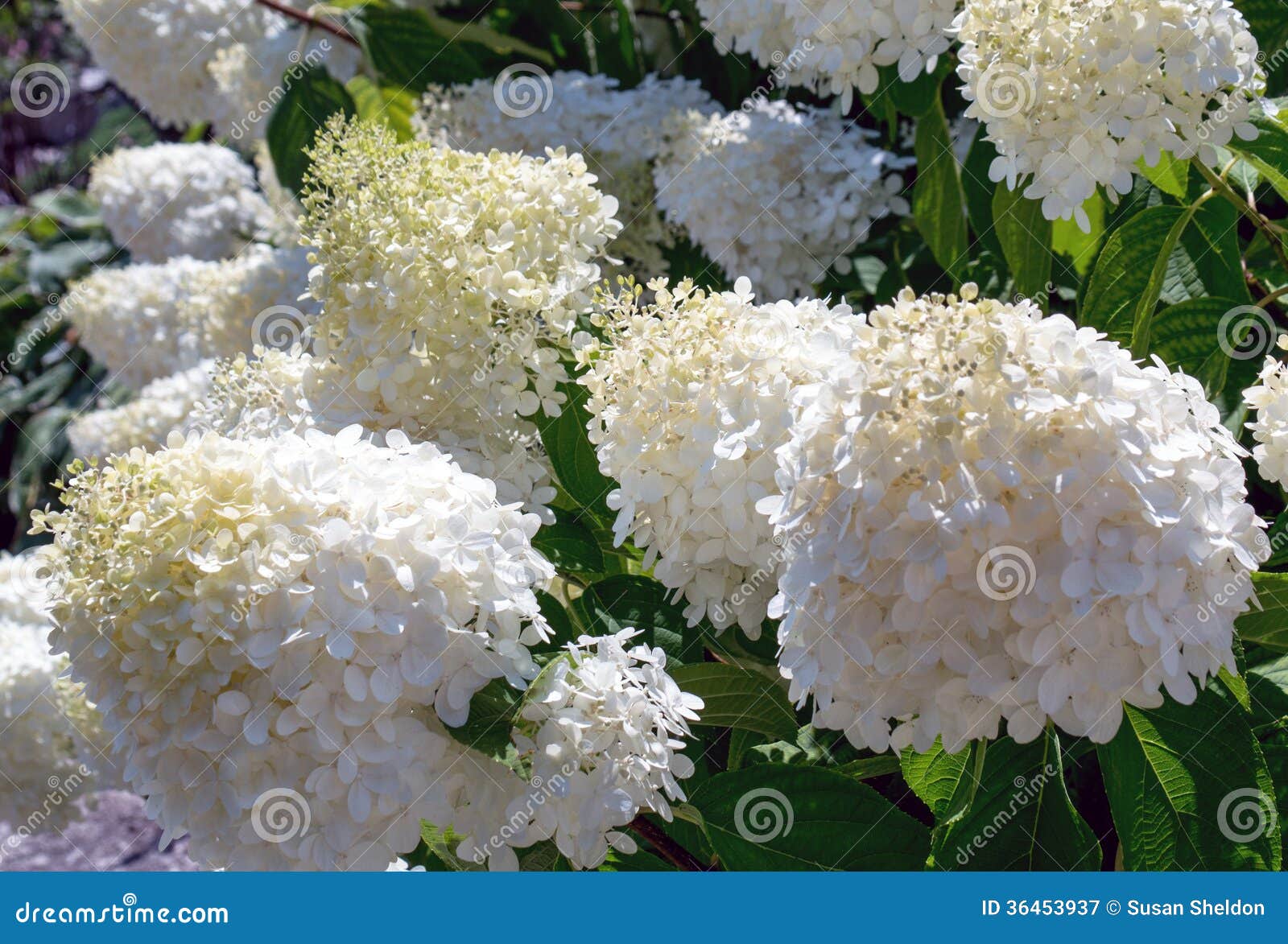 Flores Brancas Do Pom Do Pom Imagem de Stock Imagem de branco, pompom