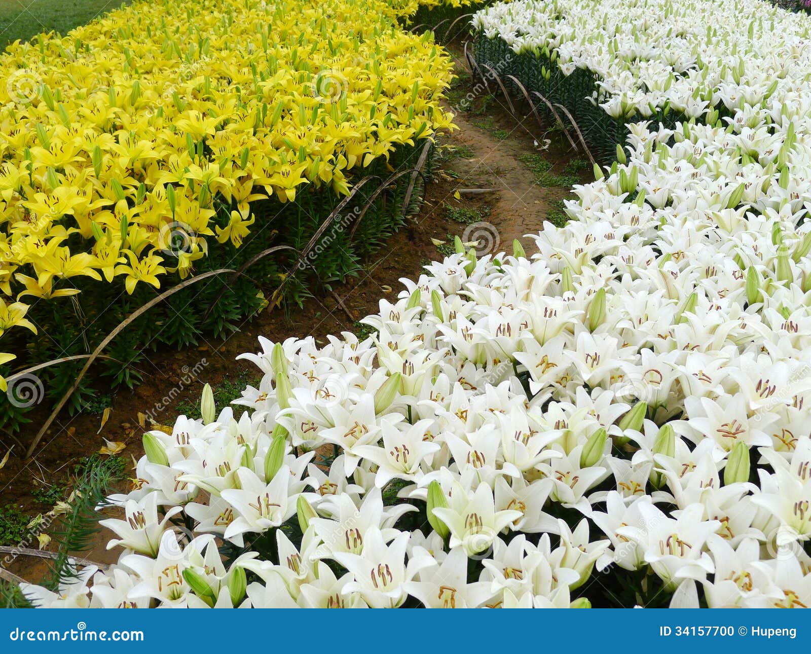 Flores Brancas E Amarelas Do Lírio Foto de Stock - Imagem de amor, fundo:  34157700