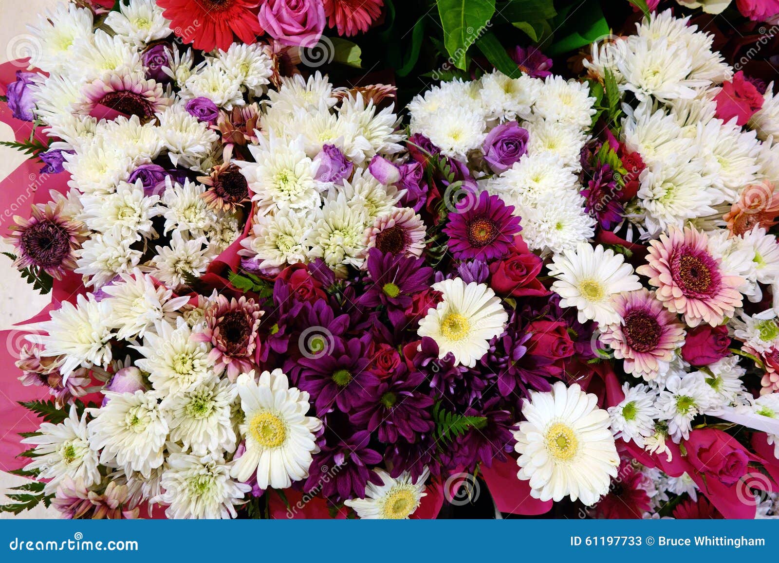 Flores Brancas E Cor-de-rosa Do Cravo-de-defunto Imagem de Stock - Imagem de  crisântemo, presente: 61197733