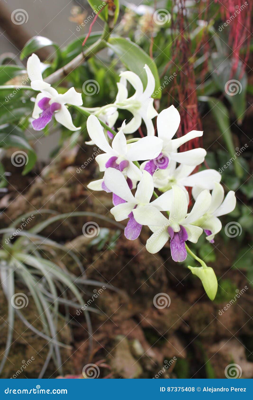 Flores Brancas E Lilás Da Orquídea Foto de Stock - Imagem de bonito,  detalhes: 87375408