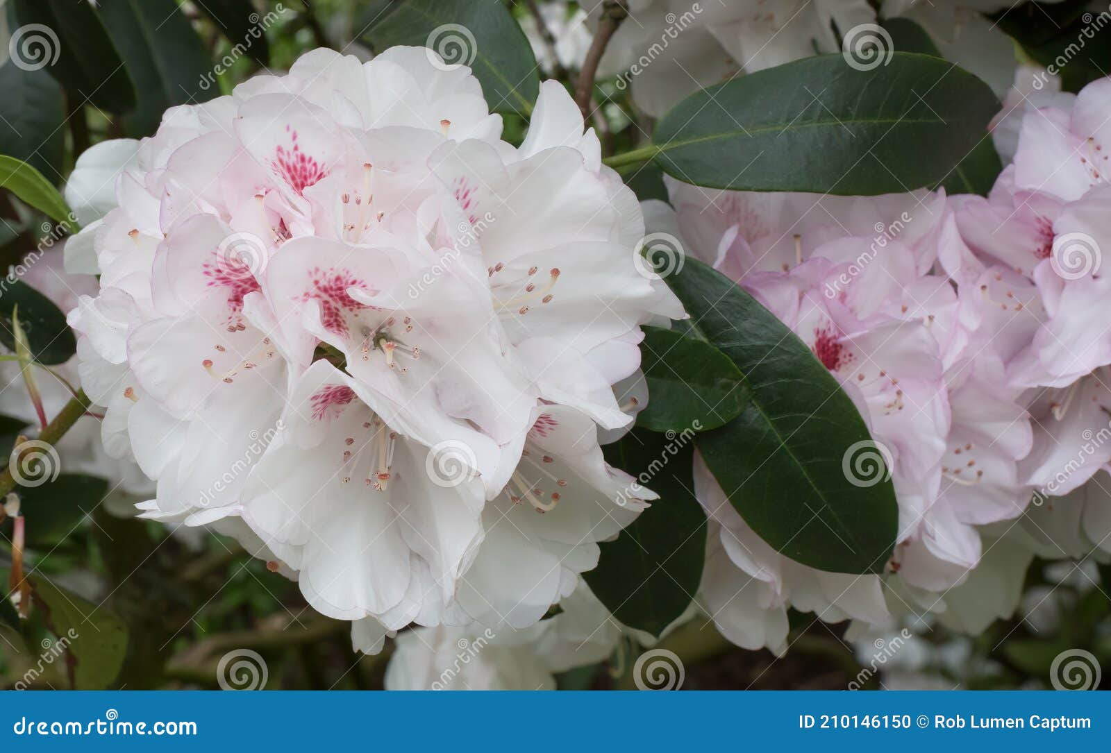 Flores Brancas Rododendron Com Manchas Lilás Cor-de-rosa Foto de Stock -  Imagem de colorido, jardim: 210146150