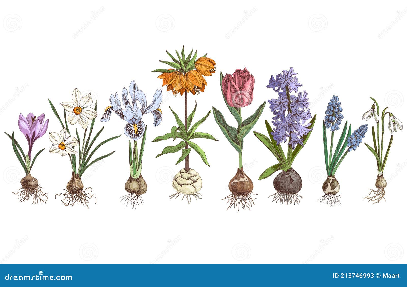 Flores Bulbosas De Primavera Dibujadas a Mano Ilustración del Vector -  Ilustración de lila, cultive: 213746993