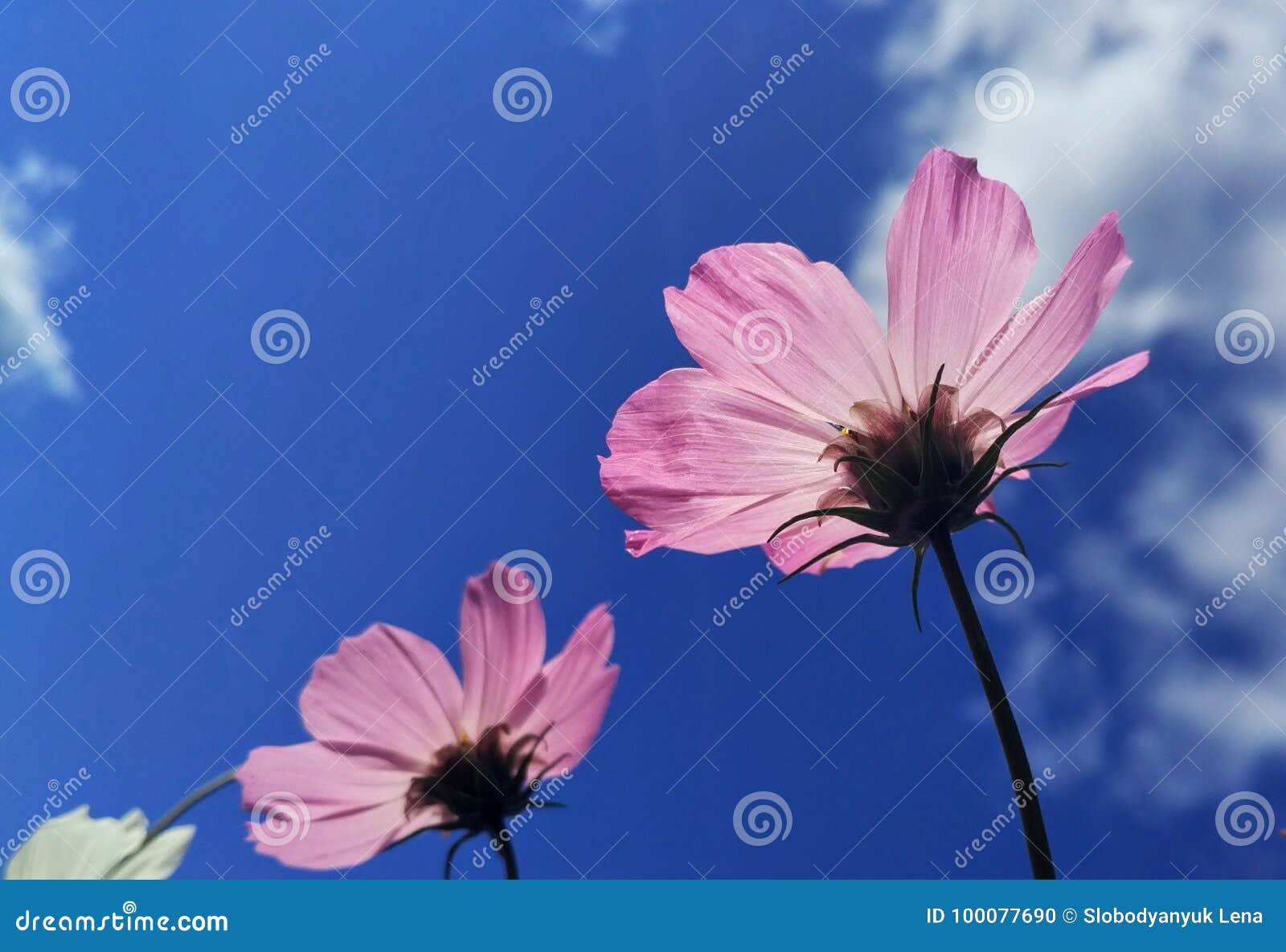 Flores, cielo y nubes foto de archivo. Imagen de cielo - 100077690